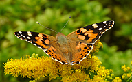 Painted Lady (Vanessa cardui)